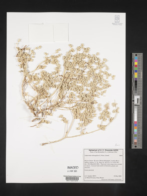 Tidestromia oblongifolia image