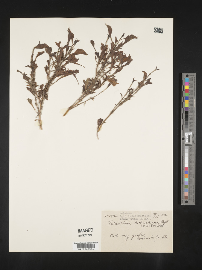 Telanthera image