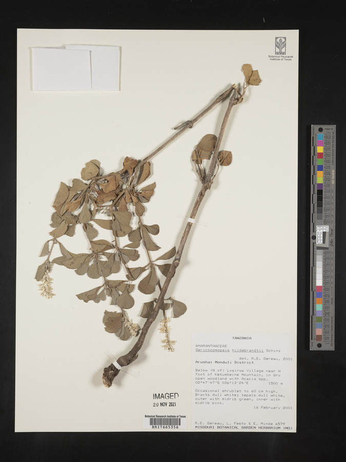 Sericocomopsis hildebrandtii image