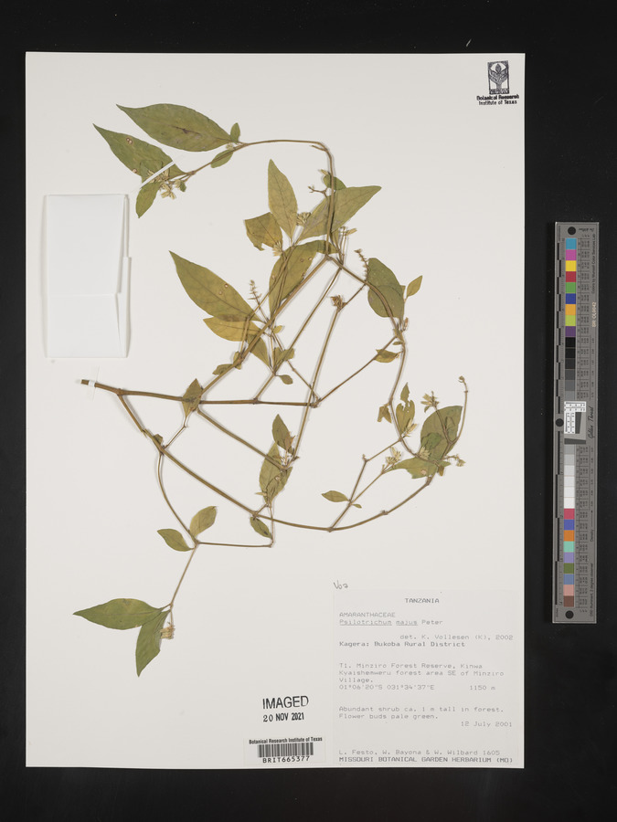Psilotrichum majus image