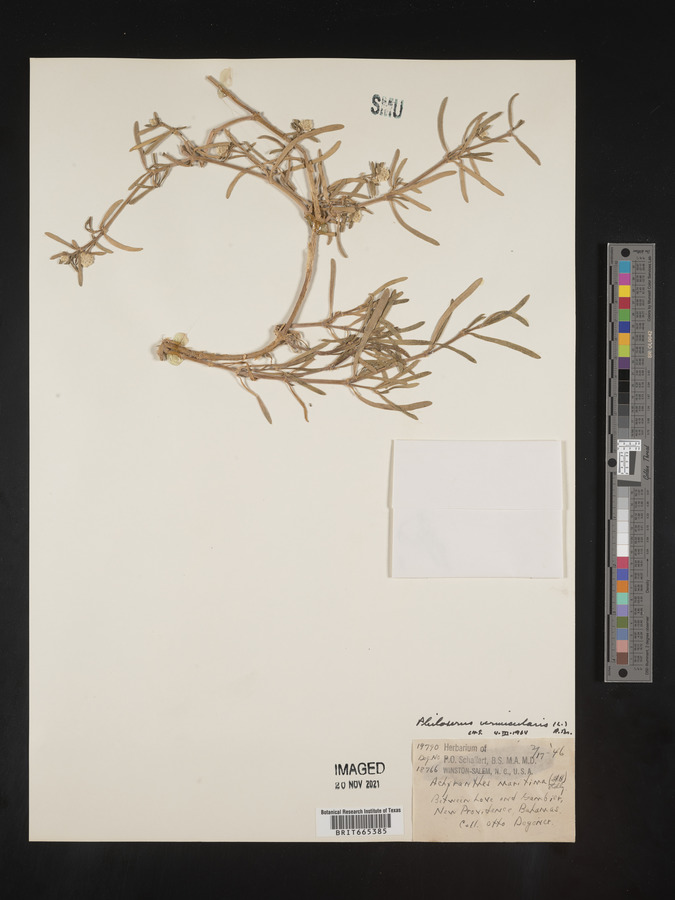 Philoxerus image