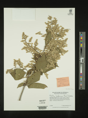 Image Associated With the Occurence