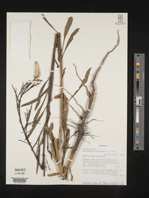 Nothosaerva brachiata image