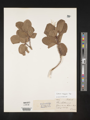 Image Associated With the Occurence