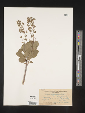 Image Associated With the Occurence