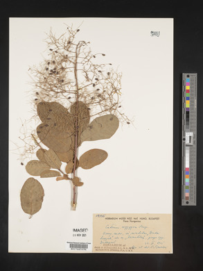 Image Associated With the Occurence