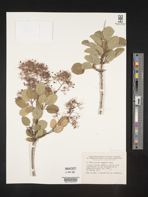 Image Associated With the Occurence