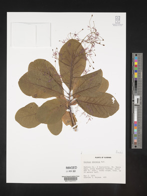 Cotinus obovatus image