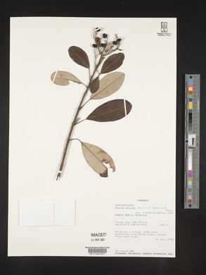 Image Associated With the Occurence