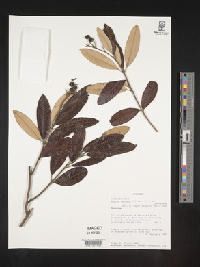 Image Associated With the Occurence
