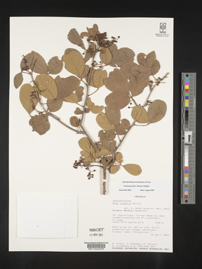 Searsia pyroides image