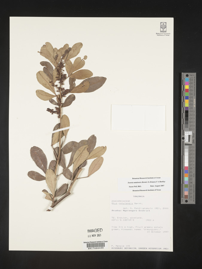Searsia natalensis image