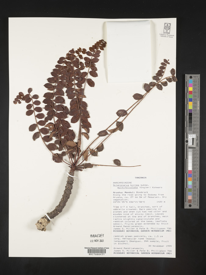 Sclerocarya birrea subsp. multifoliolata image