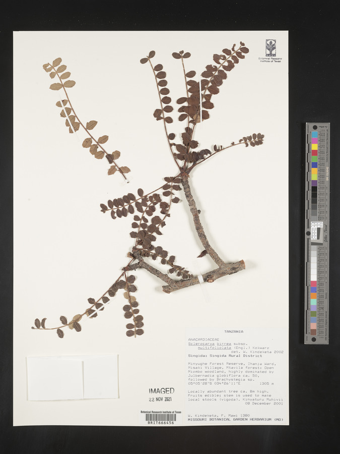 Sclerocarya birrea image