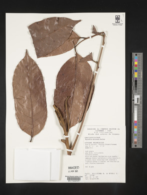 Image Associated With the Occurence