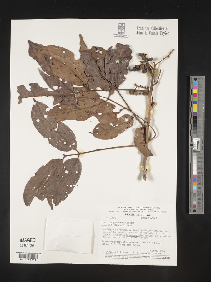Tapirira guianensis image