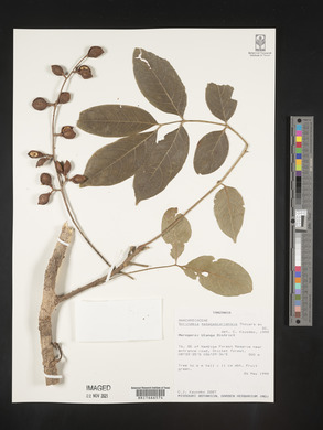 Sorindeia madagascariensis image