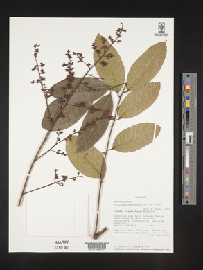 Image of Sorindeia juglandifolia