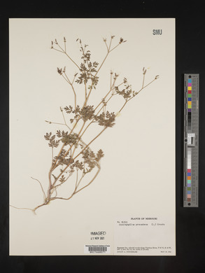 Chaerophyllum procumbens image