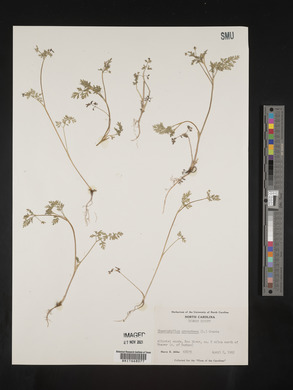 Chaerophyllum procumbens image