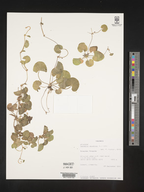 Centella asiatica image