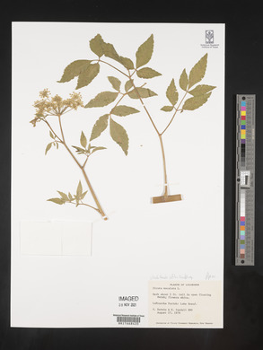 Image Associated With the Occurence