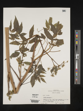 Image Associated With the Occurence