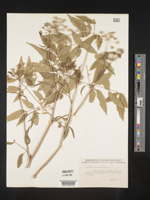 Image Associated With the Occurence