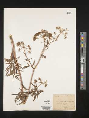 Image Associated With the Occurence
