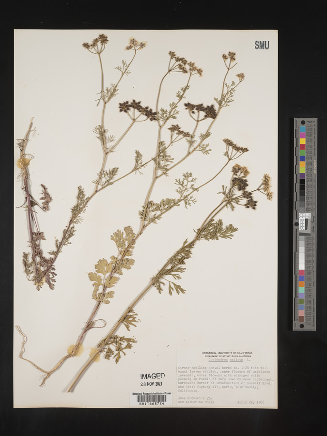 Coriandrum image