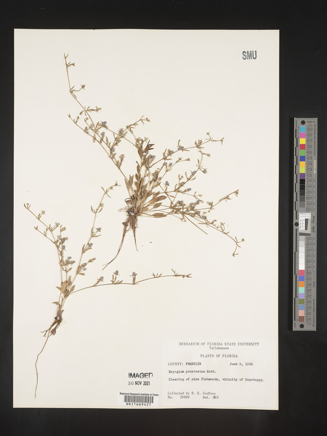 Eryngium prostratum image