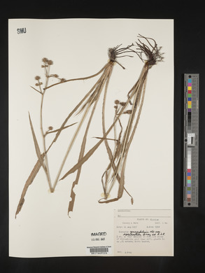 Eryngium yuccifolium image