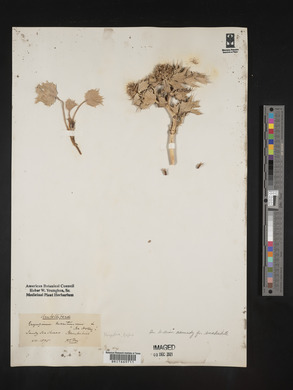 Image Associated With the Occurence