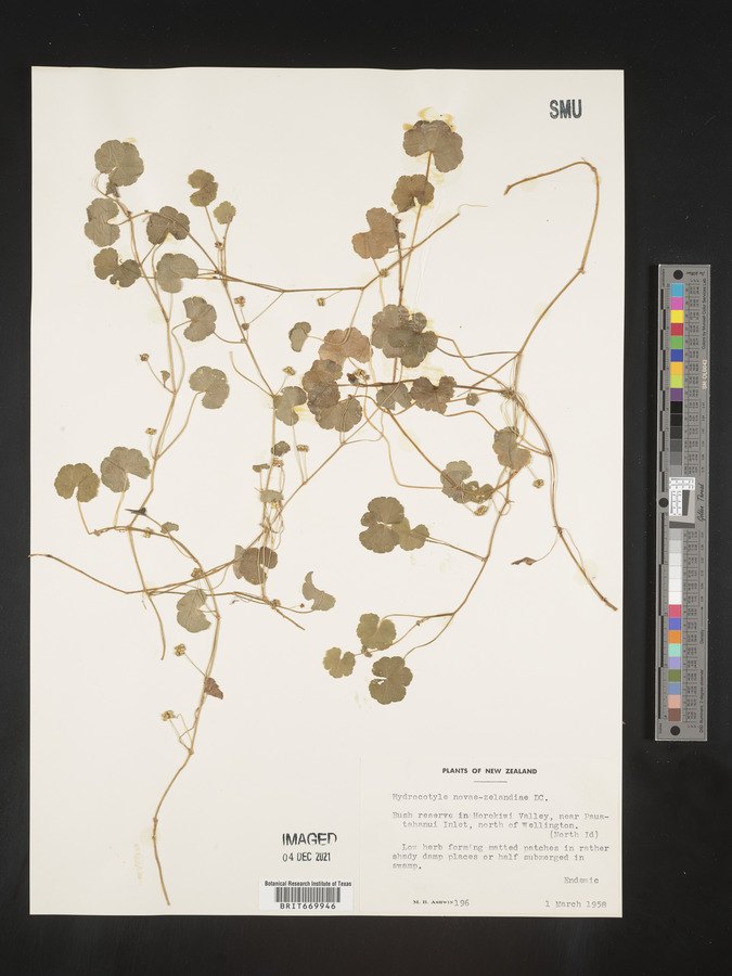 Hydrocotyle novae-zeelandiae image