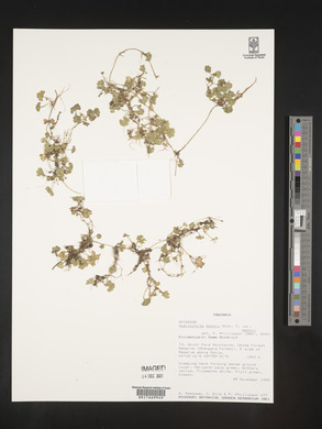 Hydrocotyle mannii image