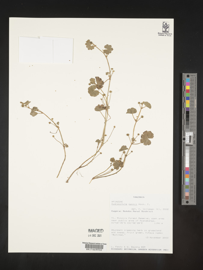 Hydrocotyle mannii image