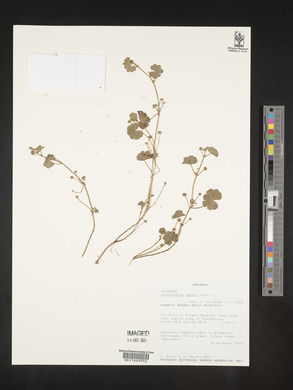 Hydrocotyle mannii image