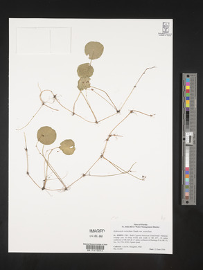 Hydrocotyle verticillata image