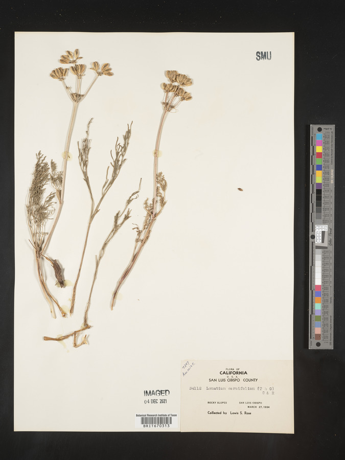 Lomatium caruifolium image