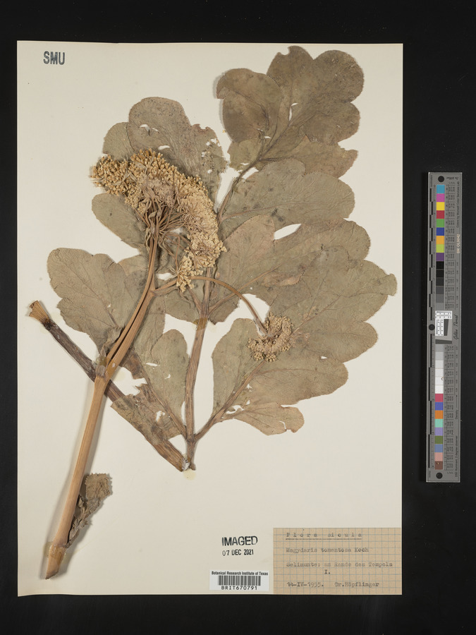 Magydaris pastinacea image