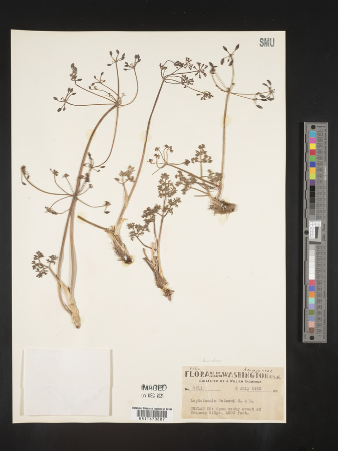 Lomatium watsonii image