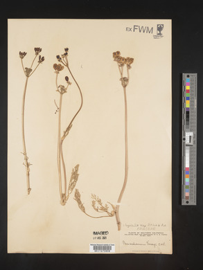 Image of Lomatium vaseyi