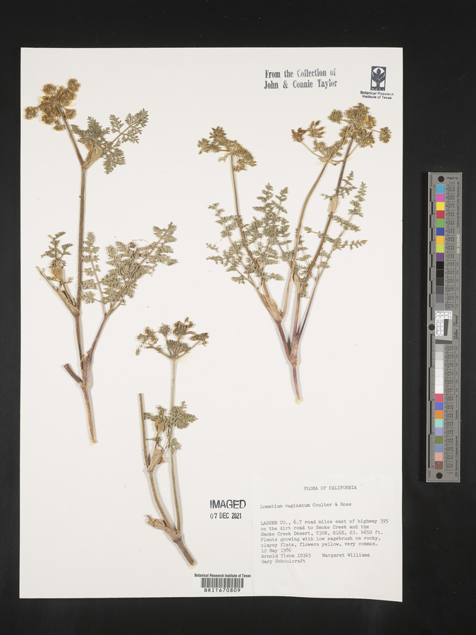Lomatium vaginatum image
