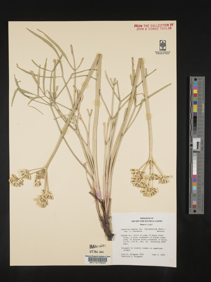 Lomatium simplex image