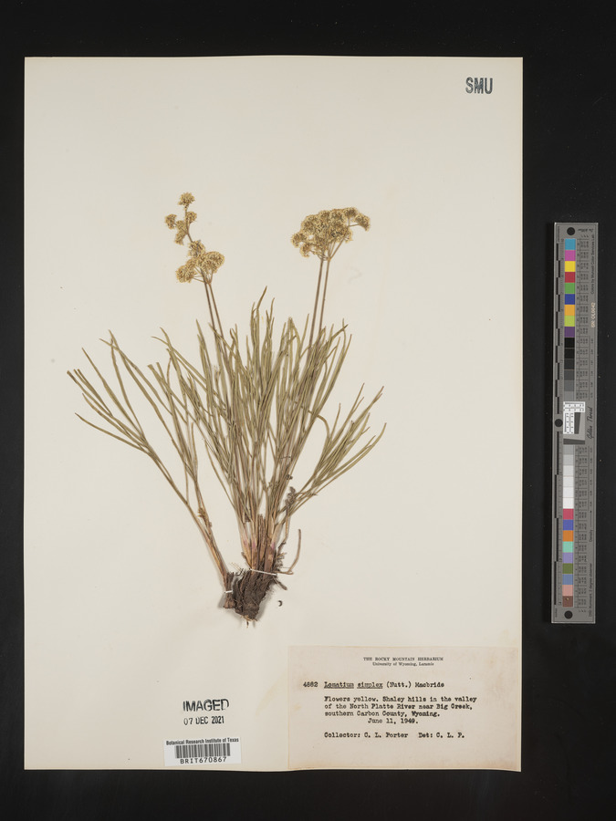 Lomatium simplex image