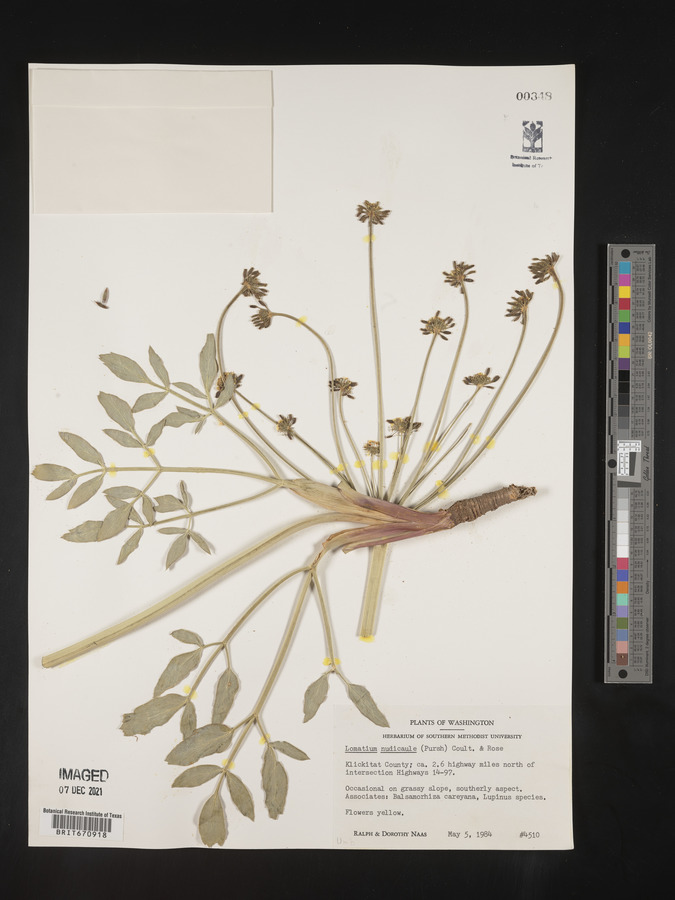 Lomatium nudicaule image
