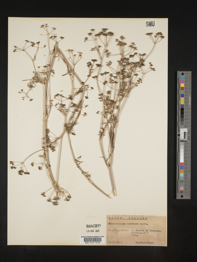 Petroselinum image
