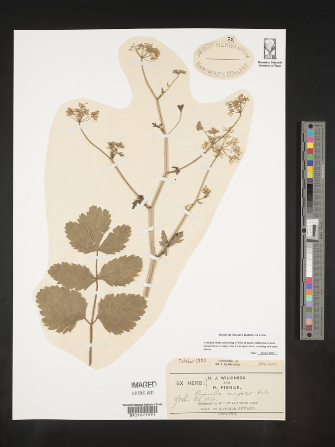 Pimpinella major image