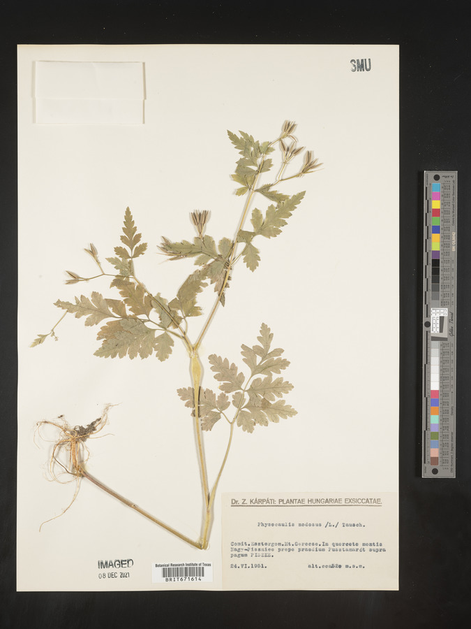 Chaerophyllum nodosum image