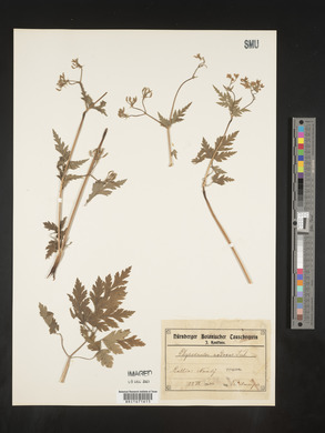 Chaerophyllum nodosum image
